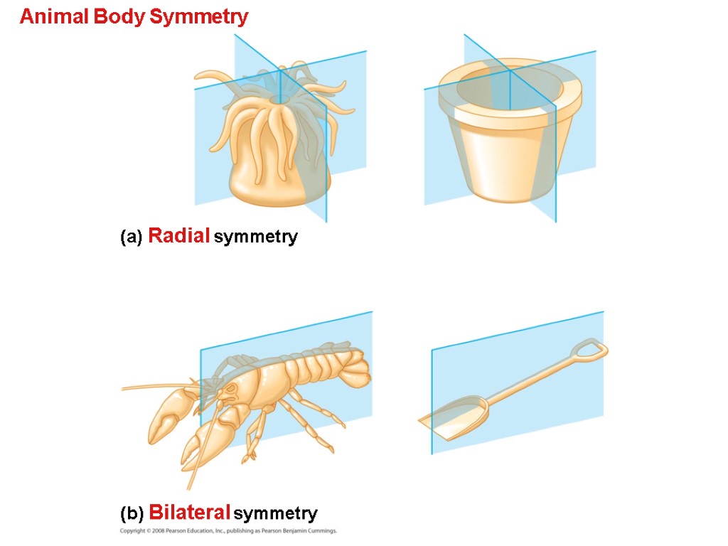 Animal Body Symmetry (a) Radial symmetry (b) Bilateral symmetry